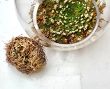 Load image into Gallery viewer, Rose of Jericho Earthly Soap Goods